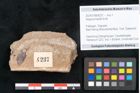 Foto (Objekt + Etikett) von Sequoia hardtii Endl. (NHMW-GEO-2024-0188-8237)